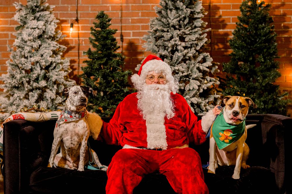 Santa with two dogs